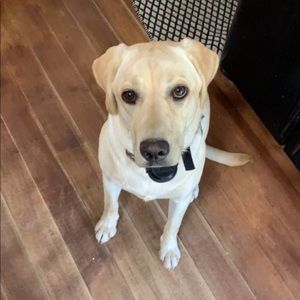 Meet your Posher, Bridgette